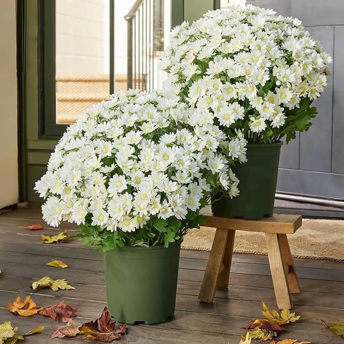 CUJMH 10 Bundles Artificial Mums for Outdoors,Funsdecor Mums,UV Resistant No Fade for Outside Porch Garden Pots Planters Autumn Fall Decor,Look Real, Full, Vibrant
