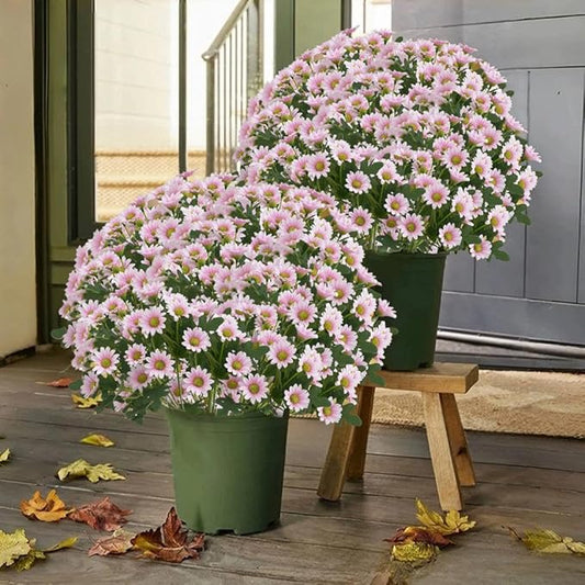 CUJMH 5 Bundles Artificial Mums for Outdoors,Funsdecor Mums,UV Resistant No Fade for Outside Porch Garden Pots Planters Autumn Fall Decor,Look Real, Full, Vibrant