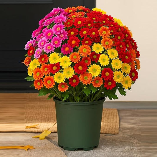 Funsdecor Mums,Artificial Sunset Mums for Outdoors,UV Resistant No Fade for Outside Porch Garden Pots Planters Autumn Fall Decor,Look Real, Full, Vibrant (Mixed 5 Colors, 20 Bundle)