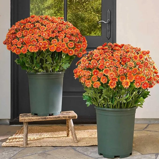 CUJMH 20 Bundles Artificial Mums for Outdoors,Funsdecor Mums,UV Resistant No Fade for Outside Porch Garden Pots Planters Autumn Fall Decor,Look Real, Full, Vibrant