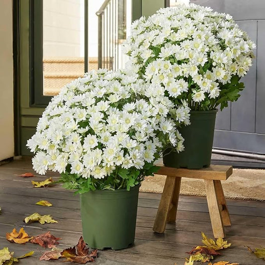 CUJMH 10 Bundles Artificial Mums for Outdoors,Funsdecor Mums,UV Resistant No Fade for Outside Porch Garden Pots Planters Autumn Fall Decor,Look Real, Full, Vibrant