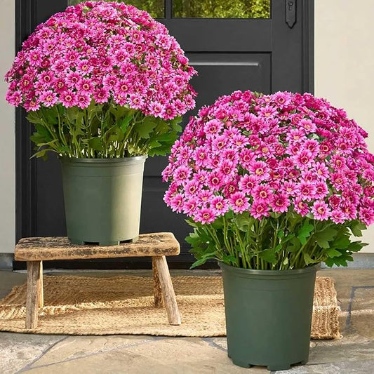 CUJMH 10 Bundles Artificial Mums for Outdoors,Funsdecor Mums,UV Resistant No Fade for Outside Porch Garden Pots Planters Autumn Fall Decor,Look Real, Full, Vibrant